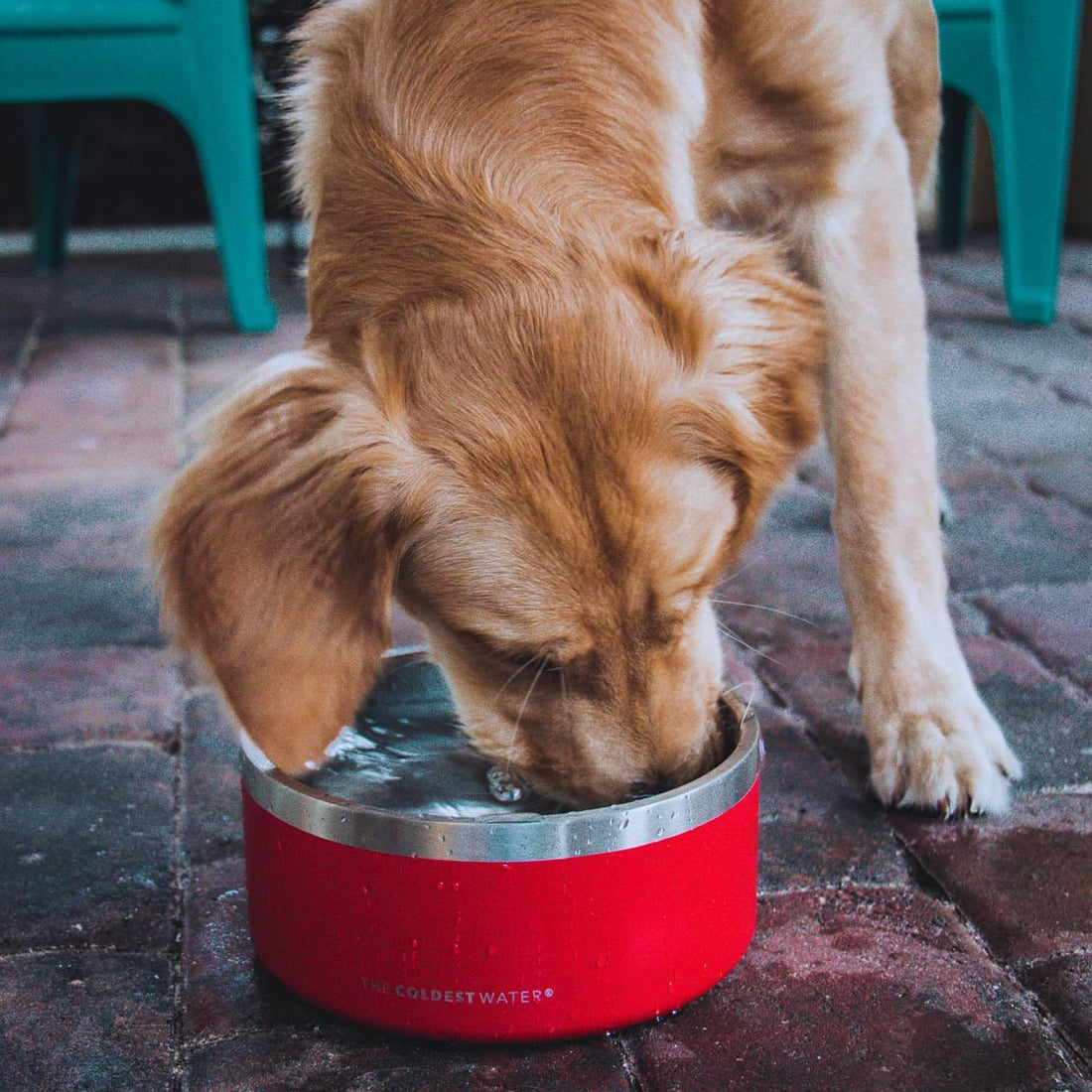 Coldest Dog Bowl - anti Rust Metal, Non Slip, 3 Layers Insulated Stainless Steel Dog Bowls - Spill Proof & Heavy Duty - Water Bowl for Dogs, Cats & Pets, Dish Washer Safe (64 Oz, Stealth Black)
